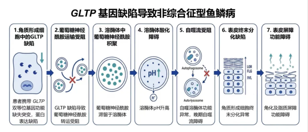 GLTP基因缺陷导致非综合征型鱼鳞病